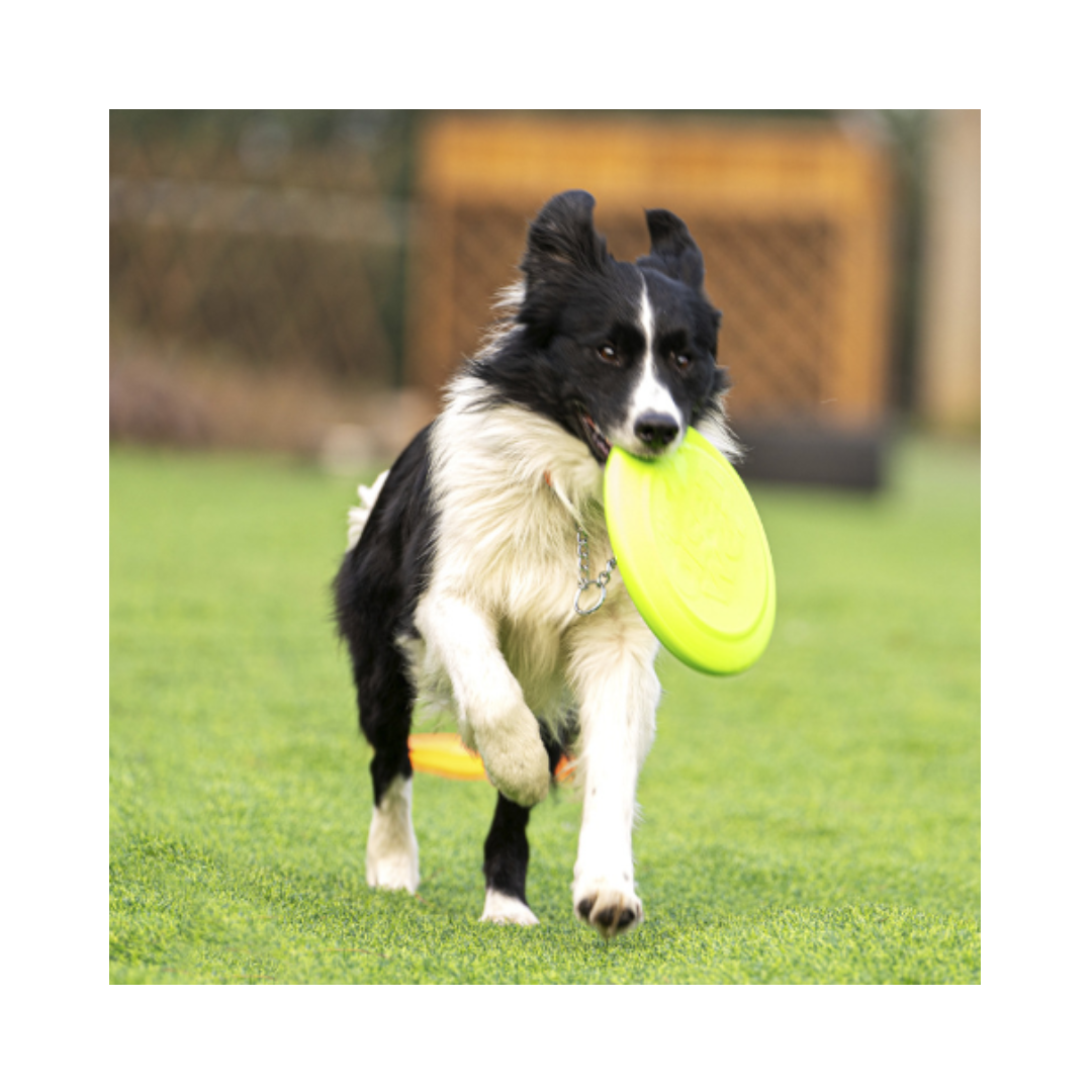 FRISBEE PARA MASCOTAS - MODELO 2